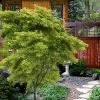 Eagle's Claw Japanese Maple - (Acer Palmatum 'Kamagata') - 5 Gallon Pot -Garden & Outdoor Sale Shop acer palmatum kamagata eagles claw japanese maple 6