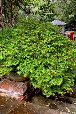 Kiyohime Spreading Japanese Maple - 1 Gallon Pot -Garden & Outdoor Sale Shop acer palmatum kiyohime dwarf japanese maple 10