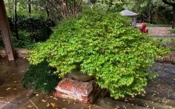 Kiyohime Spreading Japanese Maple - 1 Gallon Pot -Garden & Outdoor Sale Shop acer palmatum kiyohime dwarf japanese maple 11