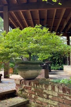 Kiyohime Spreading Japanese Maple - 1 Gallon Pot -Garden & Outdoor Sale Shop acer palmatum kiyohime dwarf japanese maple 3