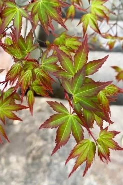 Kiyohime Spreading Japanese Maple - 1 Gallon Pot -Garden & Outdoor Sale Shop acer palmatum kiyohime dwarf japanese maple 4