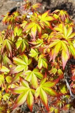 Kiyohime Spreading Japanese Maple - 1 Gallon Pot -Garden & Outdoor Sale Shop acer palmatum kiyohime dwarf japanese maple 6