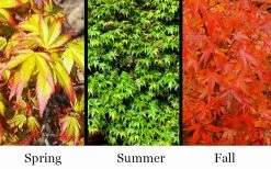 Kiyohime Spreading Japanese Maple - 1 Gallon Pot -Garden & Outdoor Sale Shop acer palmatum kiyohime dwarf japanese maple 7
