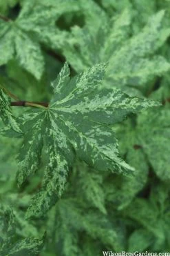 Kumoi Nishiki Japanese Full Moon Maple - 3 Gallon Pot -Garden & Outdoor Sale Shop acer palmatum kumoi nishiki 1 1
