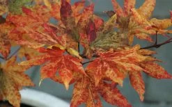 Kumoi Nishiki Japanese Full Moon Maple - 2 Gallon Pot -Garden & Outdoor Sale Shop acer palmatum kumoi nishiki 12