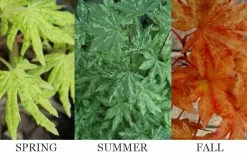 Kumoi Nishiki Japanese Full Moon Maple - 3 Gallon Pot -Garden & Outdoor Sale Shop acer palmatum kumoi nishiki 13 1