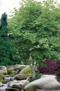 Kumoi Nishiki Japanese Full Moon Maple - 3 Gallon Pot -Garden & Outdoor Sale Shop acer palmatum kumoi nishiki japanese maple 3 1