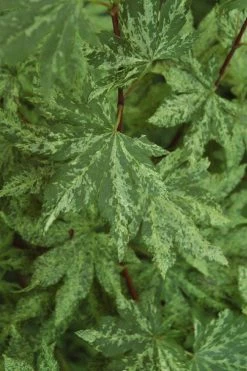 Kumoi Nishiki Japanese Full Moon Maple - 2 Gallon Pot -Garden & Outdoor Sale Shop acer palmatum kumoi nishiki japanese maple 4