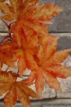 Kumoi Nishiki Japanese Full Moon Maple - 3 Gallon Pot -Garden & Outdoor Sale Shop acer palmatum kumoi nishiki japanese maple 7 1