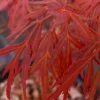 Lionheart Japanese Maple - 5 Gallon Pot -Garden & Outdoor Sale Shop acer palmatum lion heart japanese maple 10
