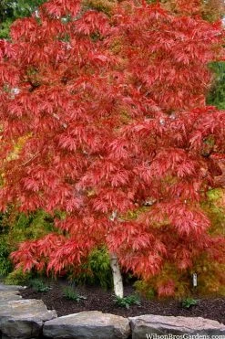 Lionheart Japanese Maple - 5 Gallon Pot -Garden & Outdoor Sale Shop acer palmatum lion heart japanese maple 8