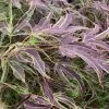 Manyo No Sato Purple Leaf Japanese Maple - 5 Gallon Pot 1 Manyo No Sato Purple Leaf Japanese Maple - 5 Gallon Pot -Garden & Outdoor Sale Shop acer palmatum manyo no sato japanese maple 4 2