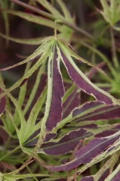 Manyo No Sato Purple Leaf Japanese Maple - 5 Gallon Pot -Garden & Outdoor Sale Shop acer palmatum manyo no sato japanese maple 6 2