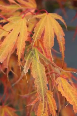 Manyo No Sato Purple Leaf Japanese Maple - 3 Gallon Pot (2-3') -Garden & Outdoor Sale Shop acer palmatum manyo no sato japanese maple 7