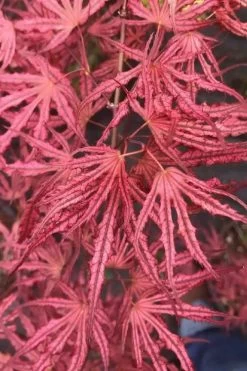 Crescent Moon Japanese Maple (Acer Palmatum 'Mikazuki') - 2 Gallon Pot -Garden & Outdoor Sale Shop acer palmatum mikazuki japanese maple 2