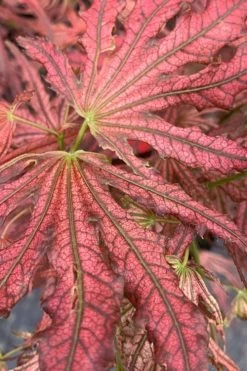 Crescent Moon Japanese Maple (Acer Palmatum 'Mikazuki') - 2 Gallon Pot -Garden & Outdoor Sale Shop acer palmatum mikazuki japanese maple 3
