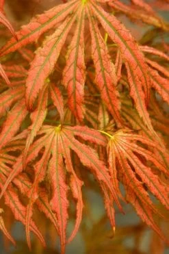 Crescent Moon Japanese Maple (Acer Palmatum 'Mikazuki') - 3 Gallon Pot (3-4') -Garden & Outdoor Sale Shop acer palmatum mikazuki japanese maple 4 1