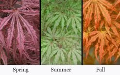 Crescent Moon Japanese Maple (Acer Palmatum 'Mikazuki') - 2 Gallon Pot -Garden & Outdoor Sale Shop acer palmatum mikazuki japanese maple 5