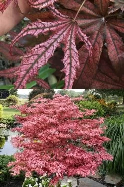 Crescent Moon Japanese Maple (Acer Palmatum 'Mikazuki') - 3 Gallon Pot (3-4') -Garden & Outdoor Sale Shop acer palmatum mikazuki japanese maple 8 1