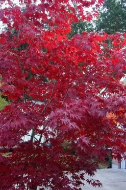Moonfire Japanese Maple - 5 Gallon Pot -Garden & Outdoor Sale Shop acer palmatum moonfire japanese maple 2