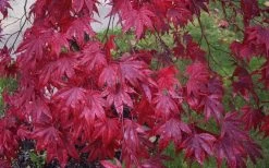 Moonfire Japanese Maple - 5 Gallon Pot -Garden & Outdoor Sale Shop acer palmatum moonfire japanese maple 3