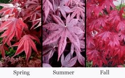 Moonfire Japanese Maple - 5 Gallon Pot -Garden & Outdoor Sale Shop acer palmatum moonfire japanese maple 4