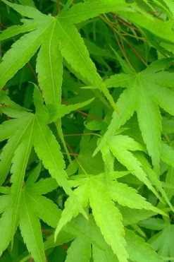 Pine Bark Japanese Maple (Acer Palmatum 'Nishiki Gawa) - 5 Gallon Pot 17 Pine Bark Japanese Maple (Acer Palmatum 'Nishiki Gawa) - 5 Gallon Pot -Garden & Outdoor Sale Shop acer palmatum nishiki gawa pine bark japanese maple 4