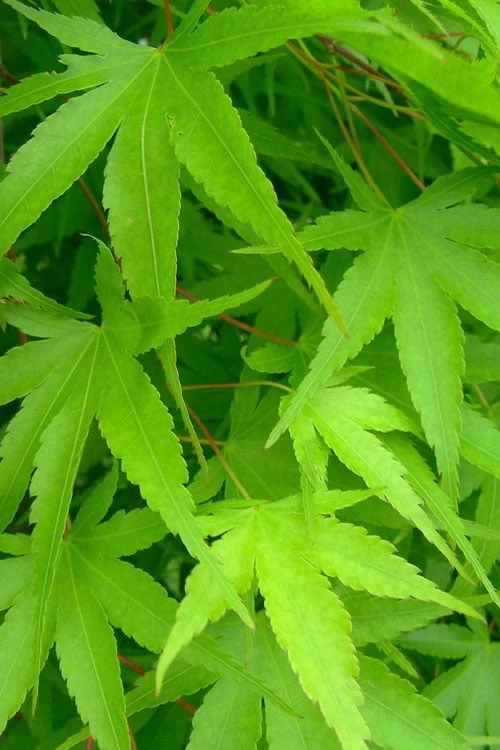 Pine Bark Japanese Maple (Acer Palmatum 'Nishiki Gawa) - 5 Gallon Pot 10 Pine Bark Japanese Maple (Acer Palmatum 'Nishiki Gawa) - 5 Gallon Pot - Image 8