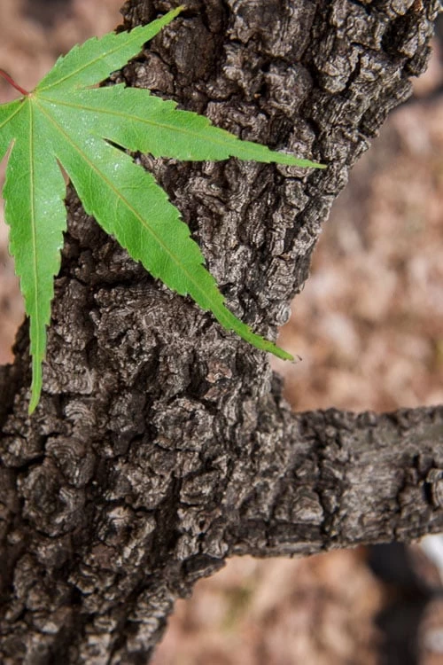 Pine Bark Japanese Maple (Acer Palmatum 'Nishiki Gawa) - 5 Gallon Pot 3 Pine Bark Japanese Maple (Acer Palmatum 'Nishiki Gawa) - 5 Gallon Pot