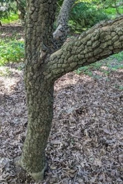 Pine Bark Japanese Maple (Acer Palmatum 'Nishiki Gawa) - 5 Gallon Pot 14 Pine Bark Japanese Maple (Acer Palmatum 'Nishiki Gawa) - 5 Gallon Pot -Garden & Outdoor Sale Shop acer palmatum nishiki gawa pine bark japanese maple 8