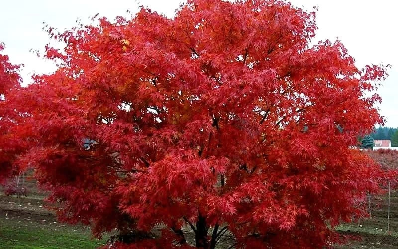 Pine Bark Japanese Maple (Acer Palmatum 'Nishiki Gawa) - 5 Gallon Pot 9 Pine Bark Japanese Maple (Acer Palmatum 'Nishiki Gawa) - 5 Gallon Pot - Image 7