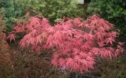 Olsen's Frosted Strawberry Japanese Maple - 3 Gallon Pot 28 Olsen's Frosted Strawberry Japanese Maple - 3 Gallon Pot -Garden & Outdoor Sale Shop acer palmatum olsens frosted strawberry japanese maple 10