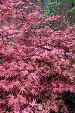 Olsen's Frosted Strawberry Japanese Maple - 3 Gallon Pot 23 Olsen's Frosted Strawberry Japanese Maple - 3 Gallon Pot -Garden & Outdoor Sale Shop acer palmatum olsens frosted strawberry japanese maple 11