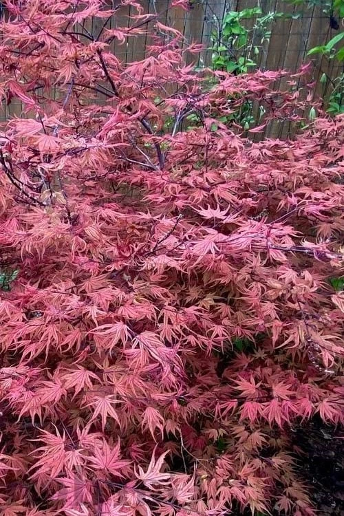 Olsen's Frosted Strawberry Japanese Maple - 3 Gallon Pot 8 Olsen's Frosted Strawberry Japanese Maple - 3 Gallon Pot - Image 6