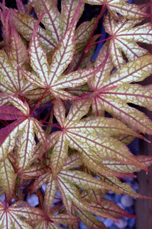 Olsen's Frosted Strawberry Japanese Maple - 3 Gallon Pot 11 Olsen's Frosted Strawberry Japanese Maple - 3 Gallon Pot - Image 9
