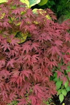Olsen's Frosted Strawberry Japanese Maple - 3 Gallon Pot 33 Olsen's Frosted Strawberry Japanese Maple - 3 Gallon Pot -Garden & Outdoor Sale Shop acer palmatum olsens frosted strawberry japanese maple 13