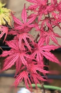 Olsen's Frosted Strawberry Japanese Maple - 3 Gallon Pot 22 Olsen's Frosted Strawberry Japanese Maple - 3 Gallon Pot -Garden & Outdoor Sale Shop acer palmatum olsens frosted strawberry japanese maple 17