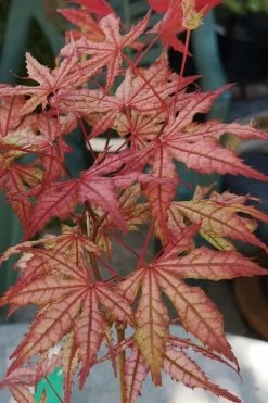 Olsen's Frosted Strawberry Japanese Maple - 3 Gallon Pot 31 Olsen's Frosted Strawberry Japanese Maple - 3 Gallon Pot -Garden & Outdoor Sale Shop acer palmatum olsens frosted strawberry japanese maple 18