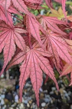 Olsen's Frosted Strawberry Japanese Maple - 3 Gallon Pot 30 Olsen's Frosted Strawberry Japanese Maple - 3 Gallon Pot -Garden & Outdoor Sale Shop acer palmatum olsens frosted strawberry japanese maple 19