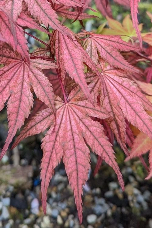 Olsen's Frosted Strawberry Japanese Maple - 3 Gallon Pot 15 Olsen's Frosted Strawberry Japanese Maple - 3 Gallon Pot - Image 13