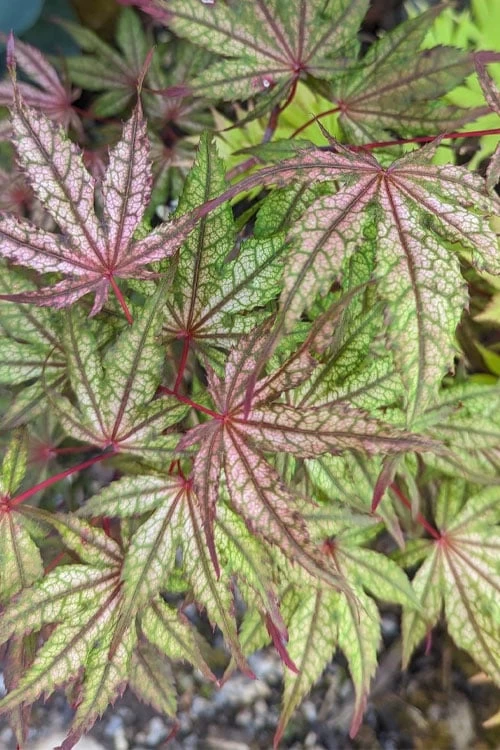 Olsen's Frosted Strawberry Japanese Maple - 3 Gallon Pot 9 Olsen's Frosted Strawberry Japanese Maple - 3 Gallon Pot - Image 7