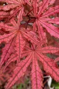Olsen's Frosted Strawberry Japanese Maple - 3 Gallon Pot 29 Olsen's Frosted Strawberry Japanese Maple - 3 Gallon Pot -Garden & Outdoor Sale Shop acer palmatum olsens frosted strawberry japanese maple 4