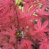 Olsen's Frosted Strawberry Japanese Maple - 3 Gallon Pot -Garden & Outdoor Sale Shop acer palmatum olsens frosted strawberry japanese maple 5