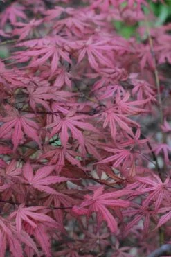 Olsen's Frosted Strawberry Japanese Maple - 3 Gallon Pot 27 Olsen's Frosted Strawberry Japanese Maple - 3 Gallon Pot -Garden & Outdoor Sale Shop acer palmatum olsens frosted strawberry japanese maple 7