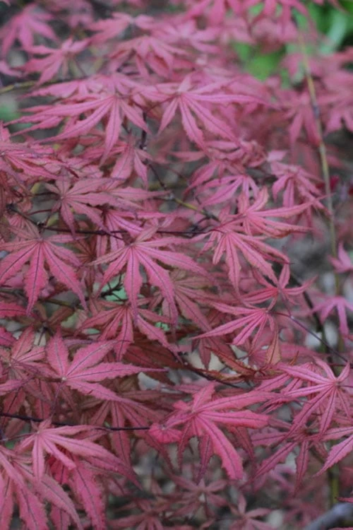 Olsen's Frosted Strawberry Japanese Maple - 3 Gallon Pot 12 Olsen's Frosted Strawberry Japanese Maple - 3 Gallon Pot - Image 10