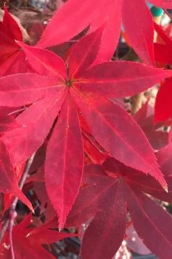 Omato Japanese Maple - 2 Gallon Pot 12 Omato Japanese Maple - 2 Gallon Pot -Garden & Outdoor Sale Shop acer palmatum omato japanese maple 1