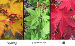 Omato Japanese Maple - 2 Gallon Pot 11 Omato Japanese Maple - 2 Gallon Pot -Garden & Outdoor Sale Shop acer palmatum omato japanese maple 10