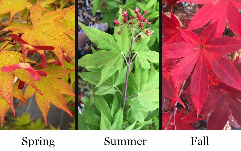 Omato Japanese Maple - 2 Gallon Pot 6 Omato Japanese Maple - 2 Gallon Pot - Image 4