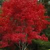 Omato Japanese Maple - 2 Gallon Pot -Garden & Outdoor Sale Shop acer palmatum omato japanese maple 5