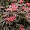Orion Dwarf Red Japanese Maple - 5 Gallon Pot -Garden & Outdoor Sale Shop acer palmatum orion japanese maple 5